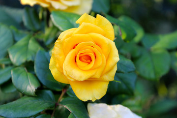yellow rose in garden