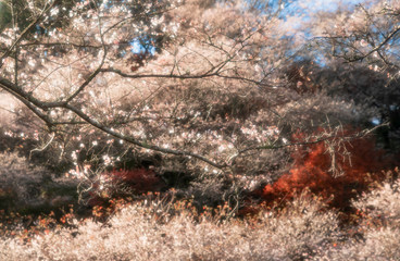 sakura in autumn