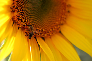 a honey bee and sunflower