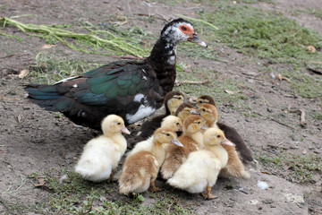a family of wild ducks on vacation
