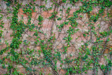 Green ivy growing on the old grunge red bricks