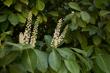 Prunus laurocerasus