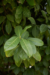 Fototapeta na wymiar Prunus laurocerasus