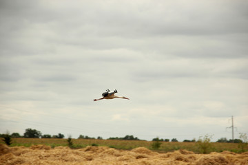 free flight of the white crane