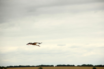 free flight of the white crane