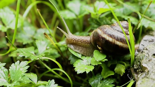 After the rain snail close-up crawl on the wet green grass