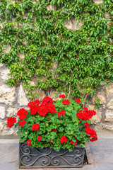Italy, Capri, plants and flowers in the typical streets