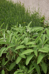  Salvia officinalis
