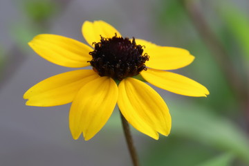 ルドベキア・タカオ（ルドベキア）