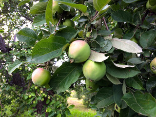 Green apples grow on an Apple tree