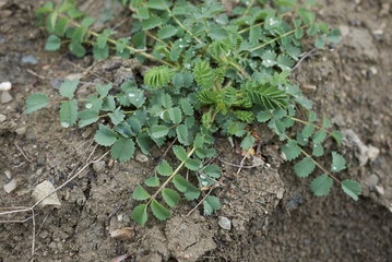 Sanguisorba minor close up