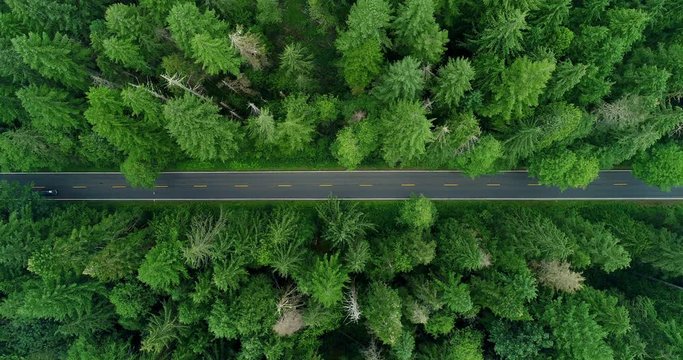 Aerial Lockdown: Cars Driving Down Mount Loop Road Through Bright Green, Pointy Forest  - Mount Loop Highway, Washington