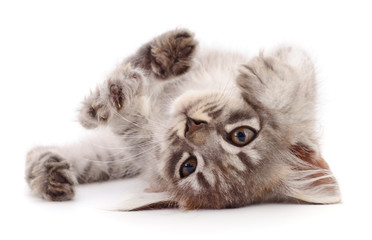 Kitten on white background.