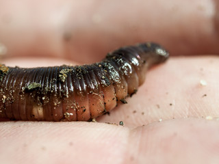 Regenwurm in der Hand