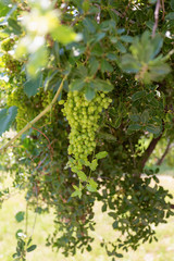 Fototapeta na wymiar Closeup view of big beautiful bunch of grape growing outdoor in sunny summer garden. Vertical color photography.