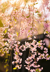 full blooming sakura in japan