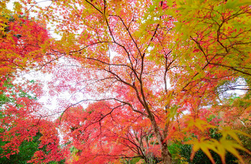 Obraz na płótnie Canvas maple tree in autumn