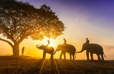 Elephant trainer and Three mahout with three elephants walking to a tree during a sunrise silhouette. vintage style. The activities at Krapho, Tha Tum District, Surin, Thailand.
