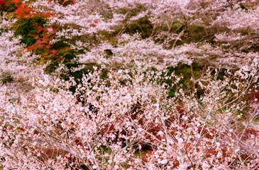 pink sakura flowers in the autumn garden