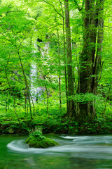 Obraz na płótnie Canvas waterfall and forest in spring