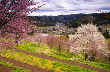 sakura in countryside village