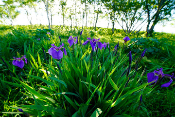 Obraz na płótnie Canvas purple flower is blooming on hill