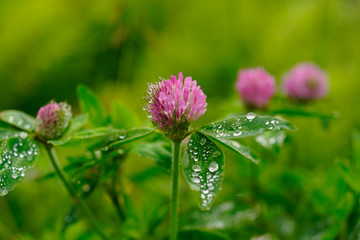 wild flower beside road