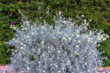 Italy, Capri, plants and flowers in the typical streets