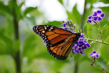 Monarch (Danaus plexippus) butterfly feeding on purple flower New Zealand