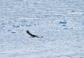 flying eagle over drifting ice in the sea © Hiromitsu Kato