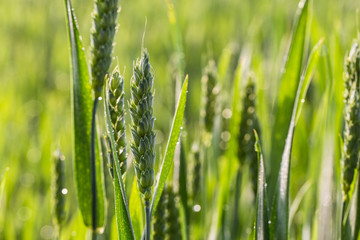 wheat field
