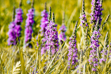 Wild flowers on the meadow with peaceful colors. Perfect background for blog articles or website