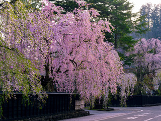 sakura tree in blossom