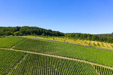 Fototapeta na wymiar Blick von oben auf die Weinberge nahe Hattenheim/Deutschland im Rheingau