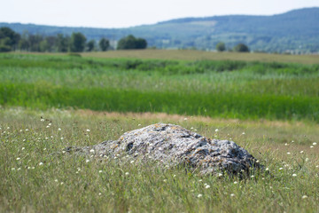 Wild flowers on the meadow with peaceful colors. Perfect background for blog articles or website