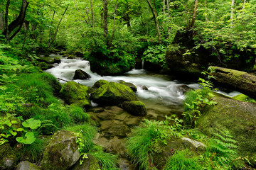 Obraz premium stream in forest