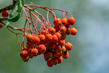 close up of beautiful orange rowan tree berries