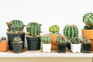 beautiful cactus in pot