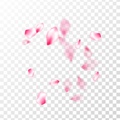 Pink sakura petals confetti flying and falling © SunwArt