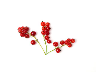 Red currant berries on a white background