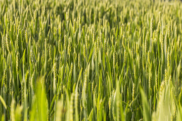 wheat field