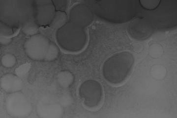 Hand painted black alcohol ink background. Abstract delicate gray texture. Contemporary wallpaper. Fog effect.