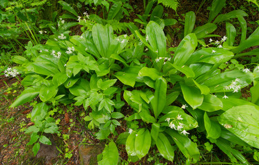 background of green leaves