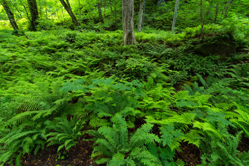 ferns in forest