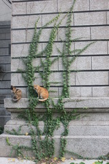 two cats are sitting on wall