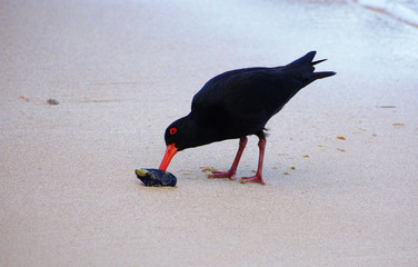 Black morph variable oystercatcher (Haematopus unicolor) adult foraging green-lipped mussel, New Zealand endemic bird