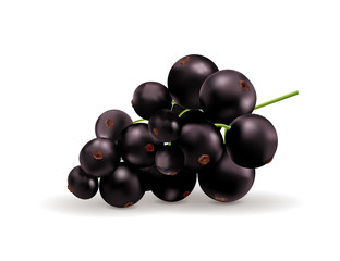 Black currant isolated on white background. Vector realistic, 3d illustraton