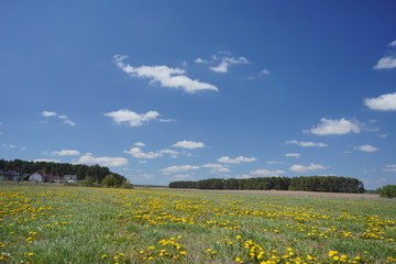 Dandelion field in the spring