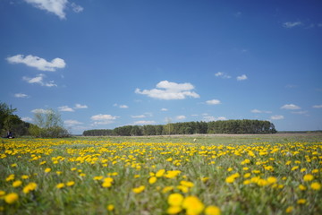 Obraz premium Dandelion field in the spring