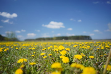 Dandelion field in the spring